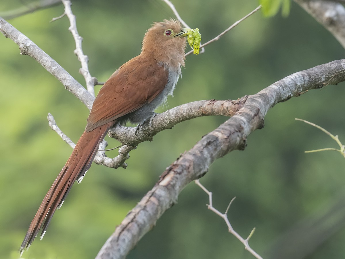 Squirrel Cuckoo - ML639035111