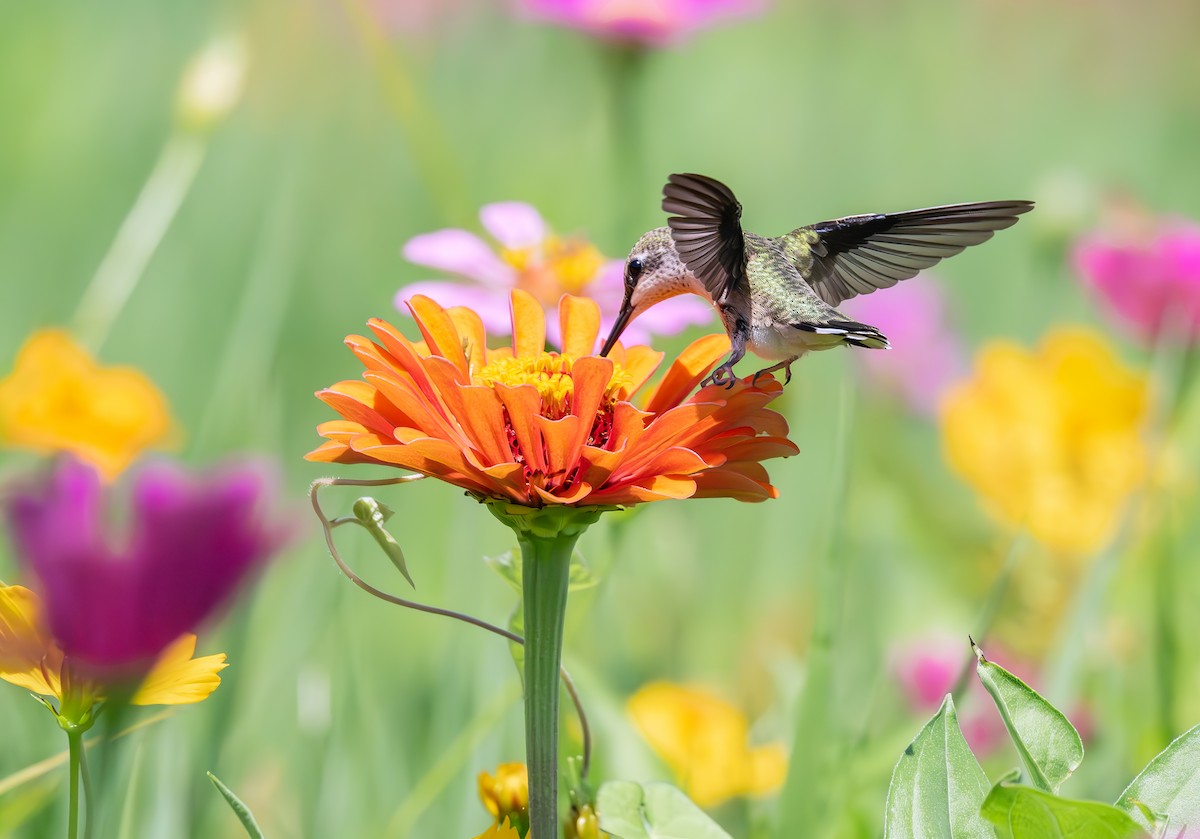 Ruby-throated Hummingbird - ML639035193
