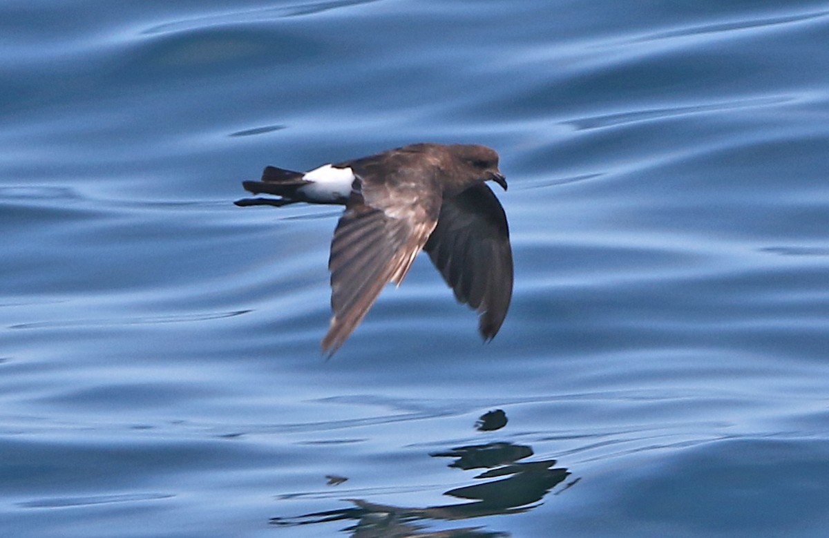 Вильсонова океанида - ML639035204