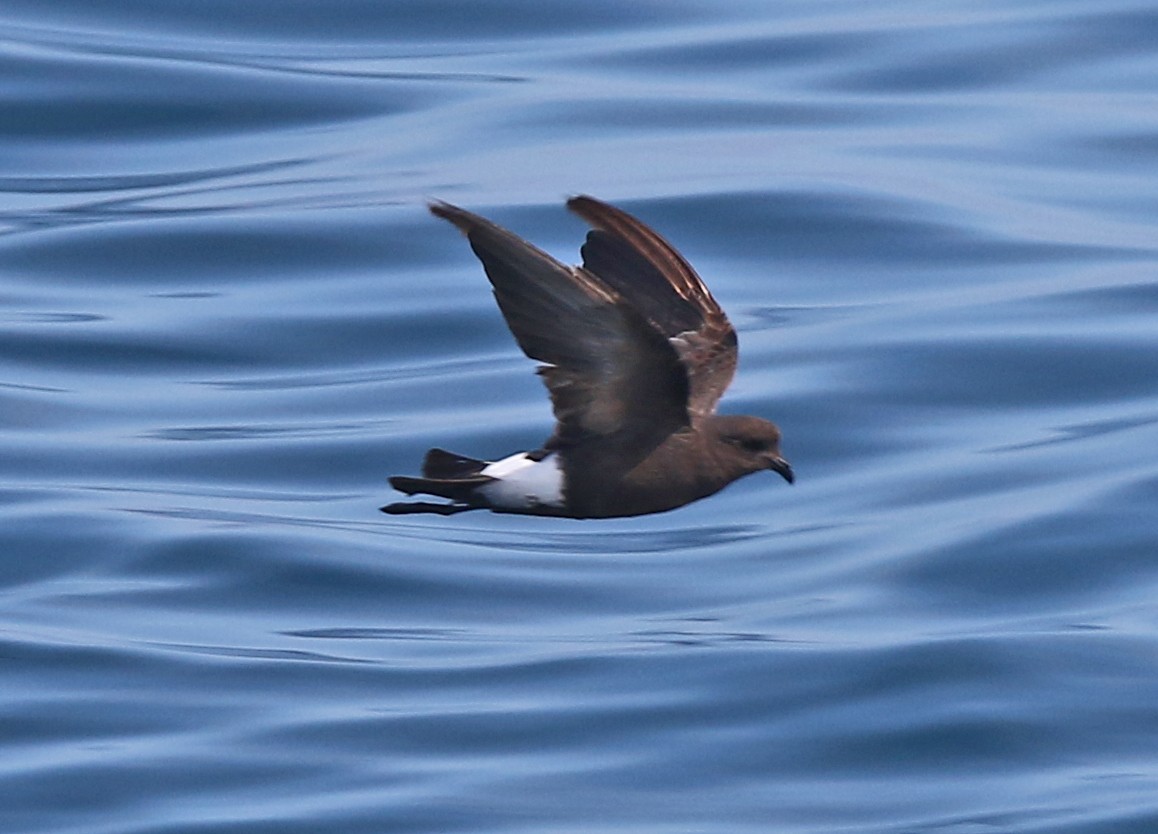 Вильсонова океанида - ML639035206