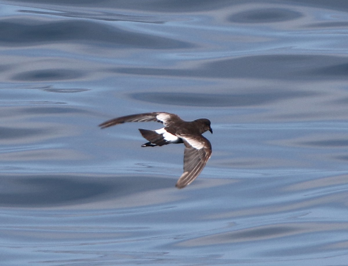 Вильсонова океанида - ML639035207