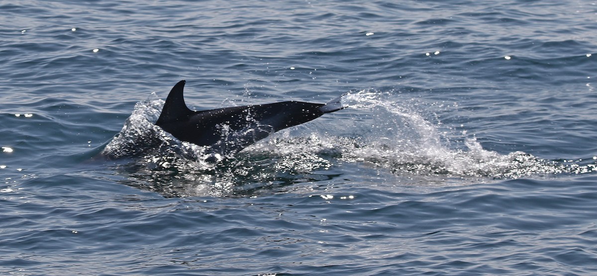 Дельфин-белобочка - ML639035210