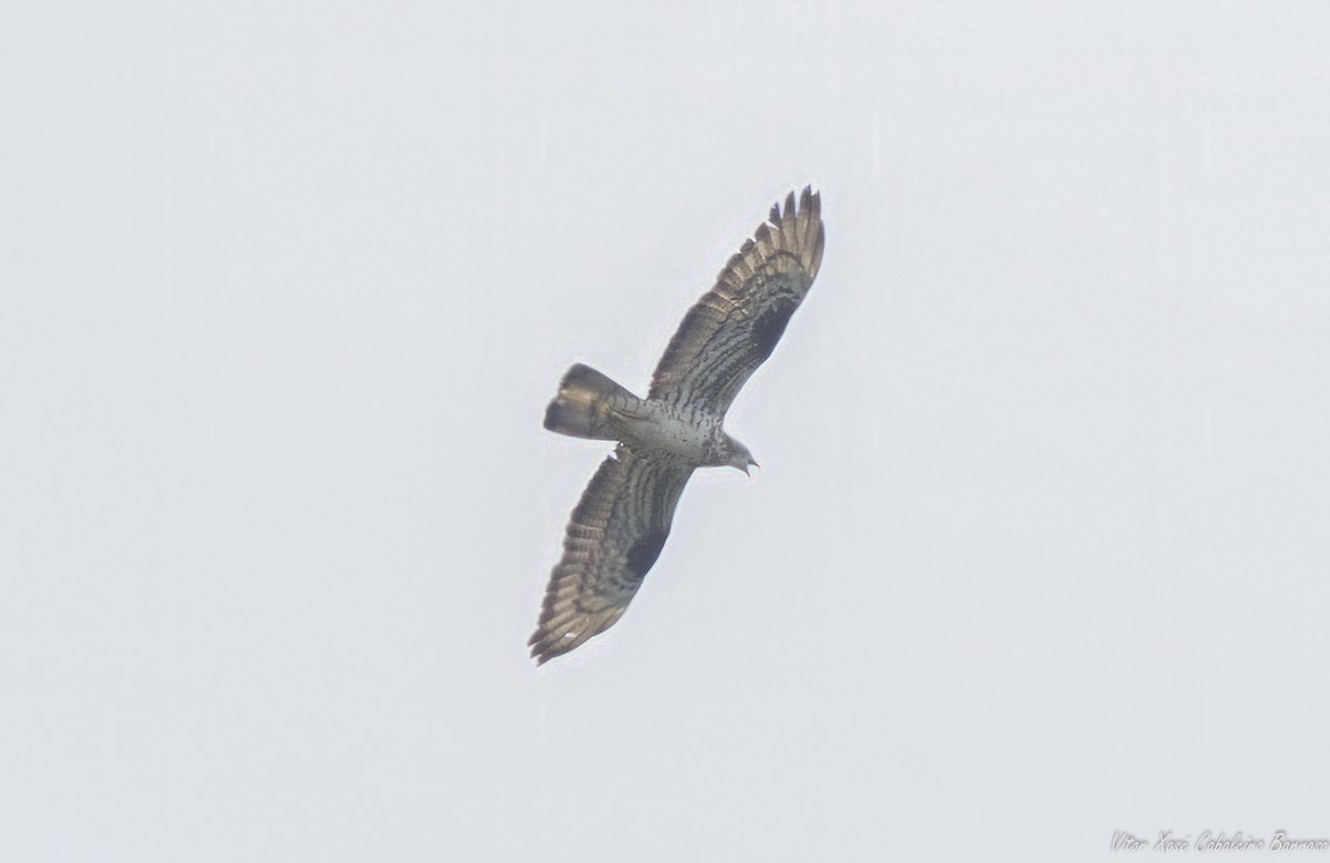 Балч гоорбис - ML639035236
