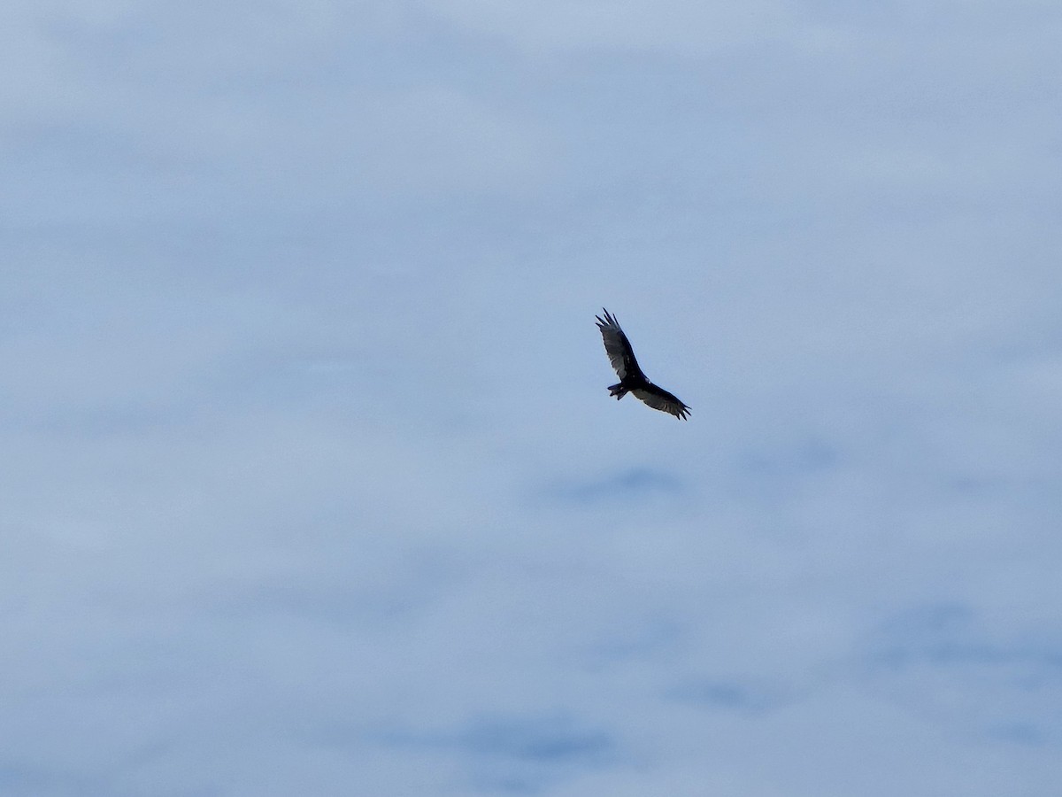 Turkey Vulture - ML639035240