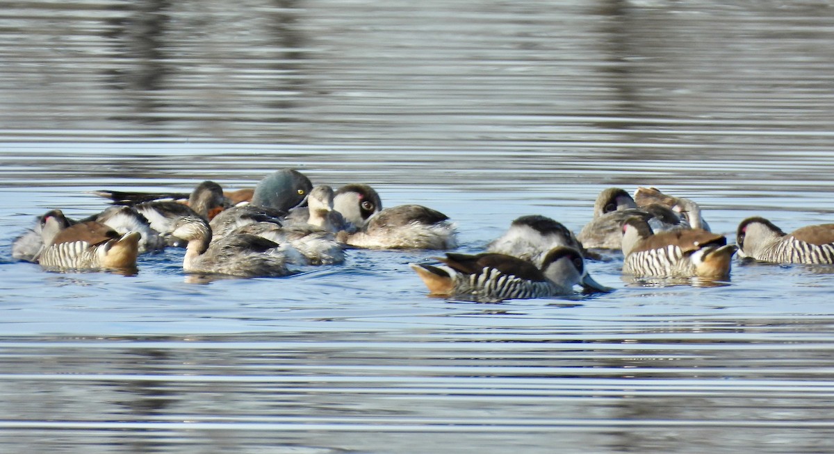 Hoary-headed Grebe - ML639035241