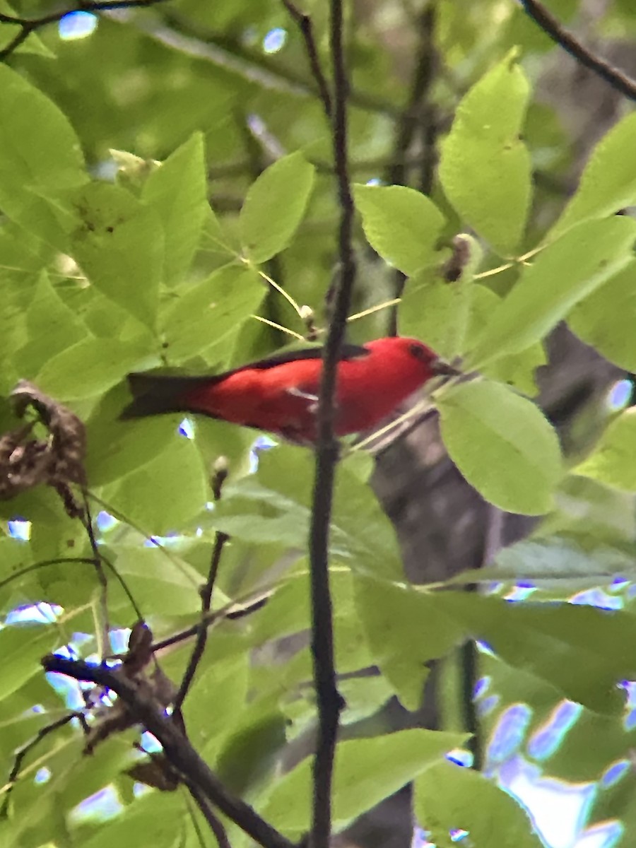Scarlet Tanager - ML639035242