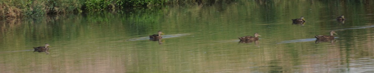 Mallard/Mexican Duck - ML639035243
