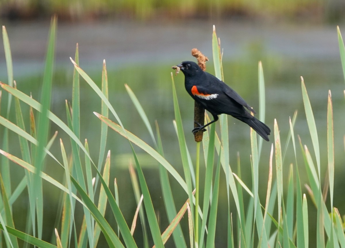 Red-winged Blackbird - ML639035248