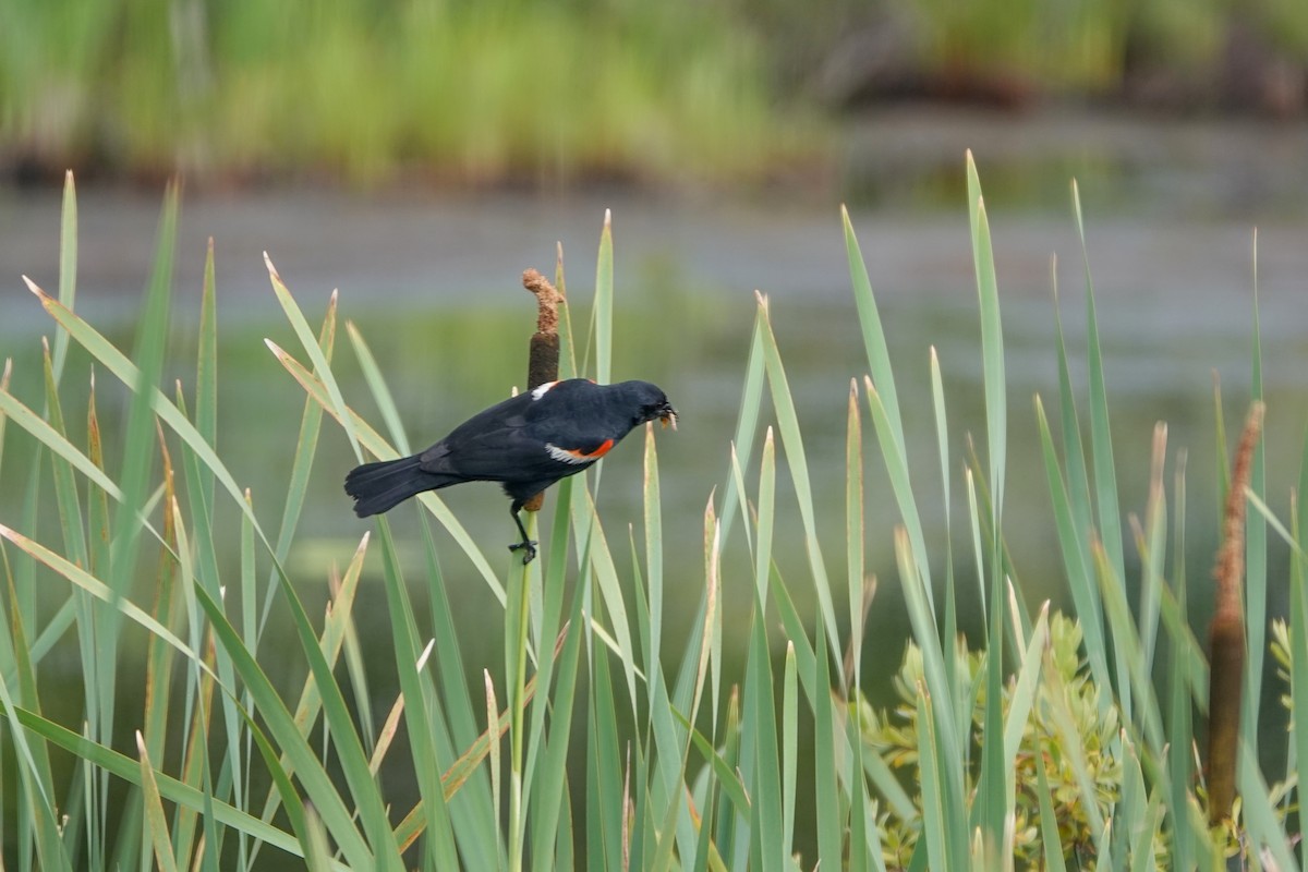 Red-winged Blackbird - ML639035252