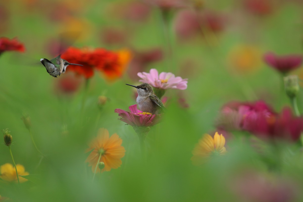 Ruby-throated Hummingbird - ML639035253