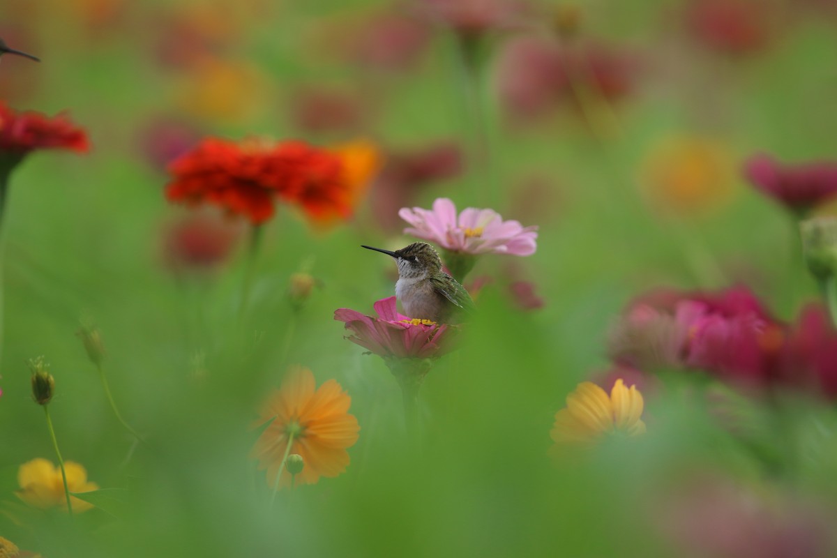 Ruby-throated Hummingbird - ML639035254