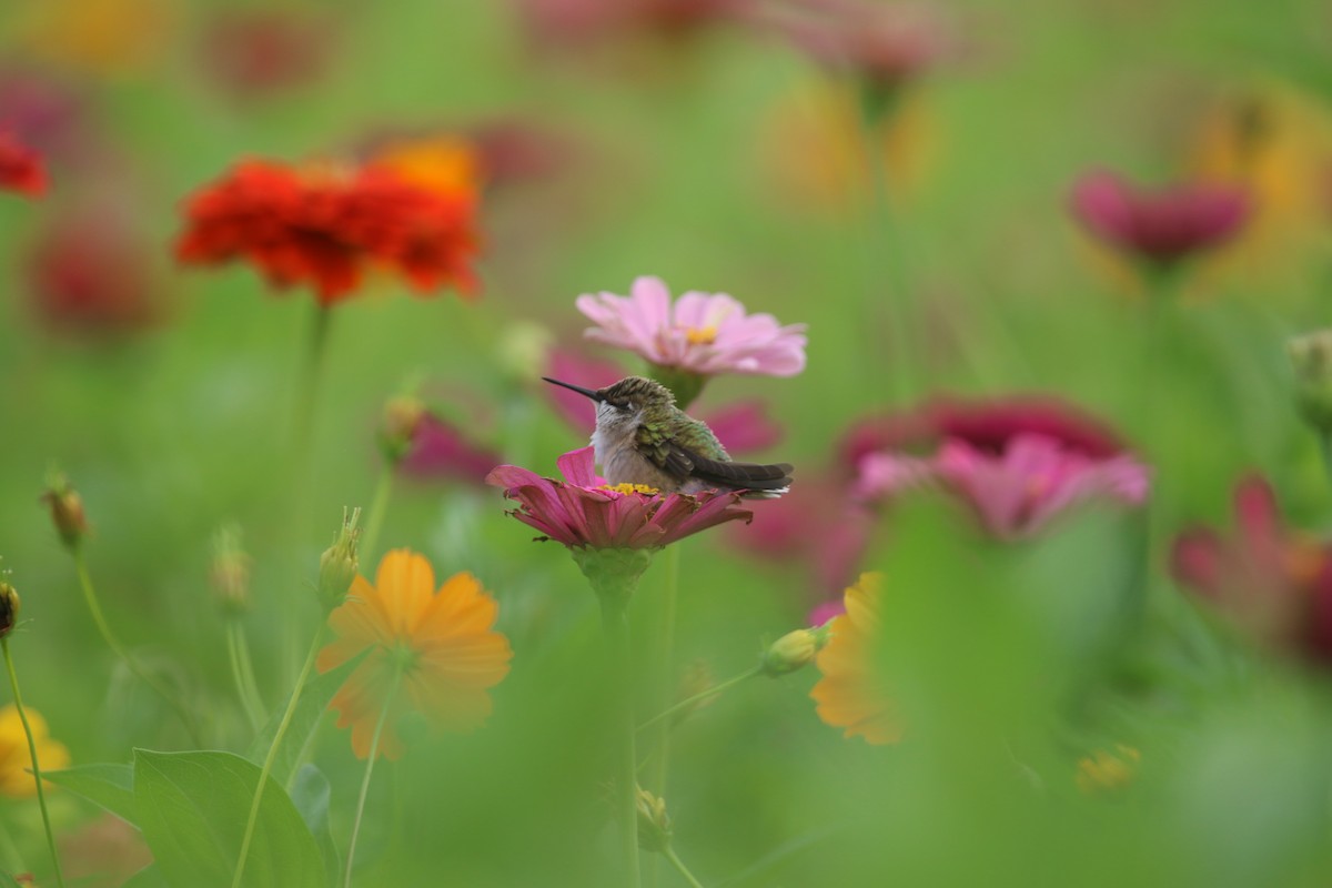 Ruby-throated Hummingbird - ML639035255