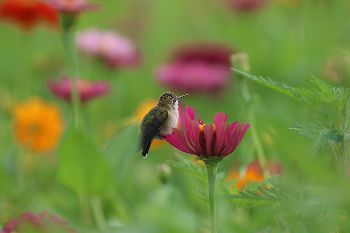 Ruby-throated Hummingbird - ML639035256