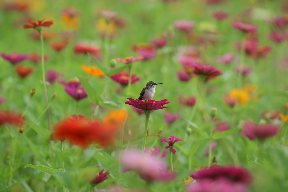 Ruby-throated Hummingbird - ML639035257