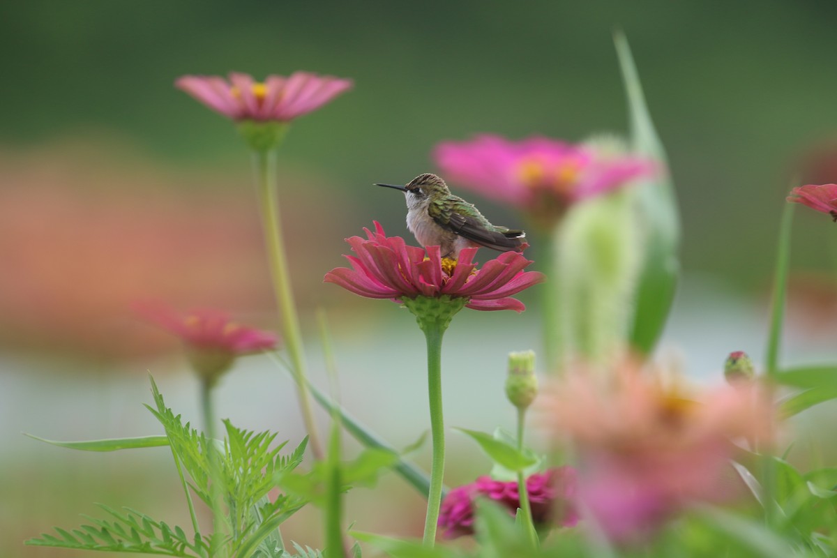 Ruby-throated Hummingbird - ML639035258