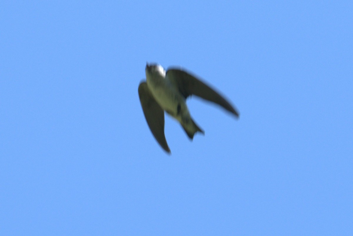 Violet-green Swallow - ML639035261