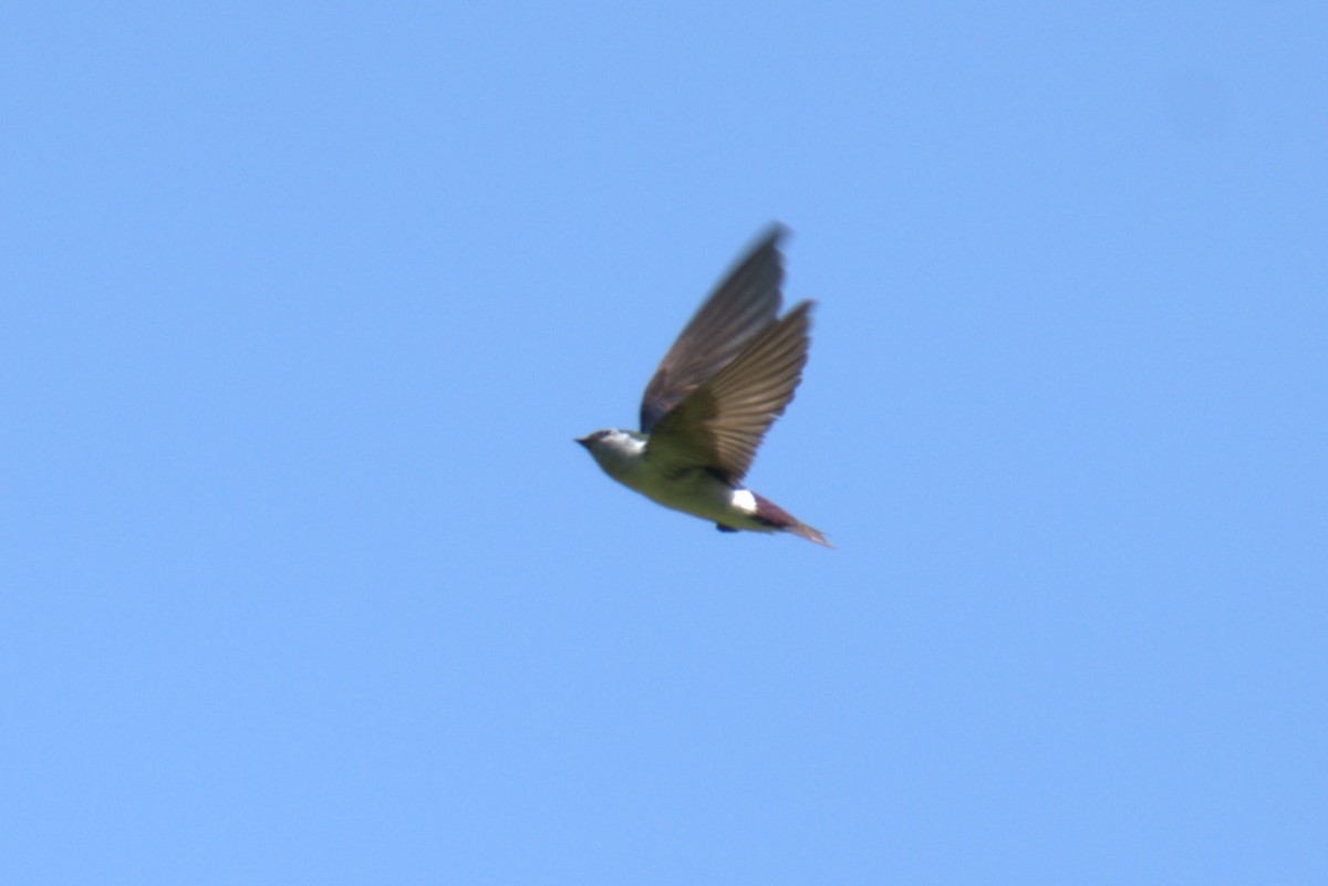 Violet-green Swallow - ML639035262