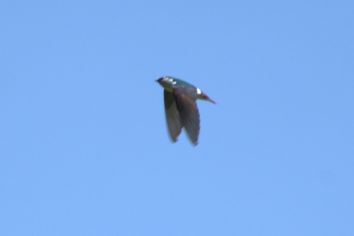 Violet-green Swallow - ML639035263
