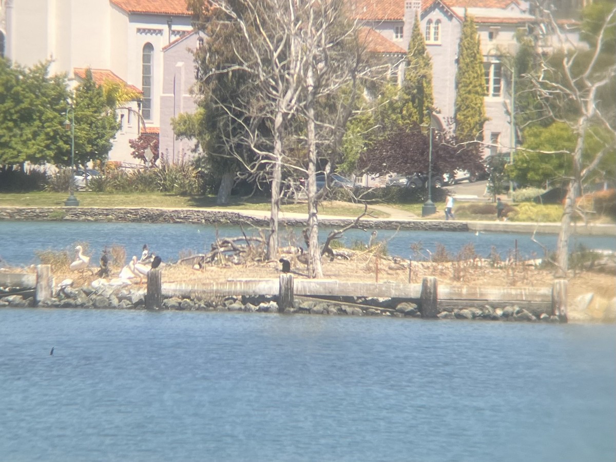 American White Pelican - ML639035270