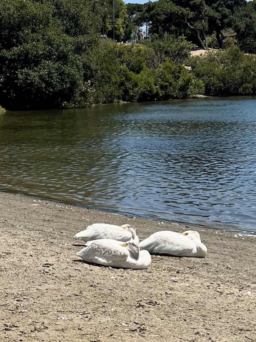 American White Pelican - ML639035271