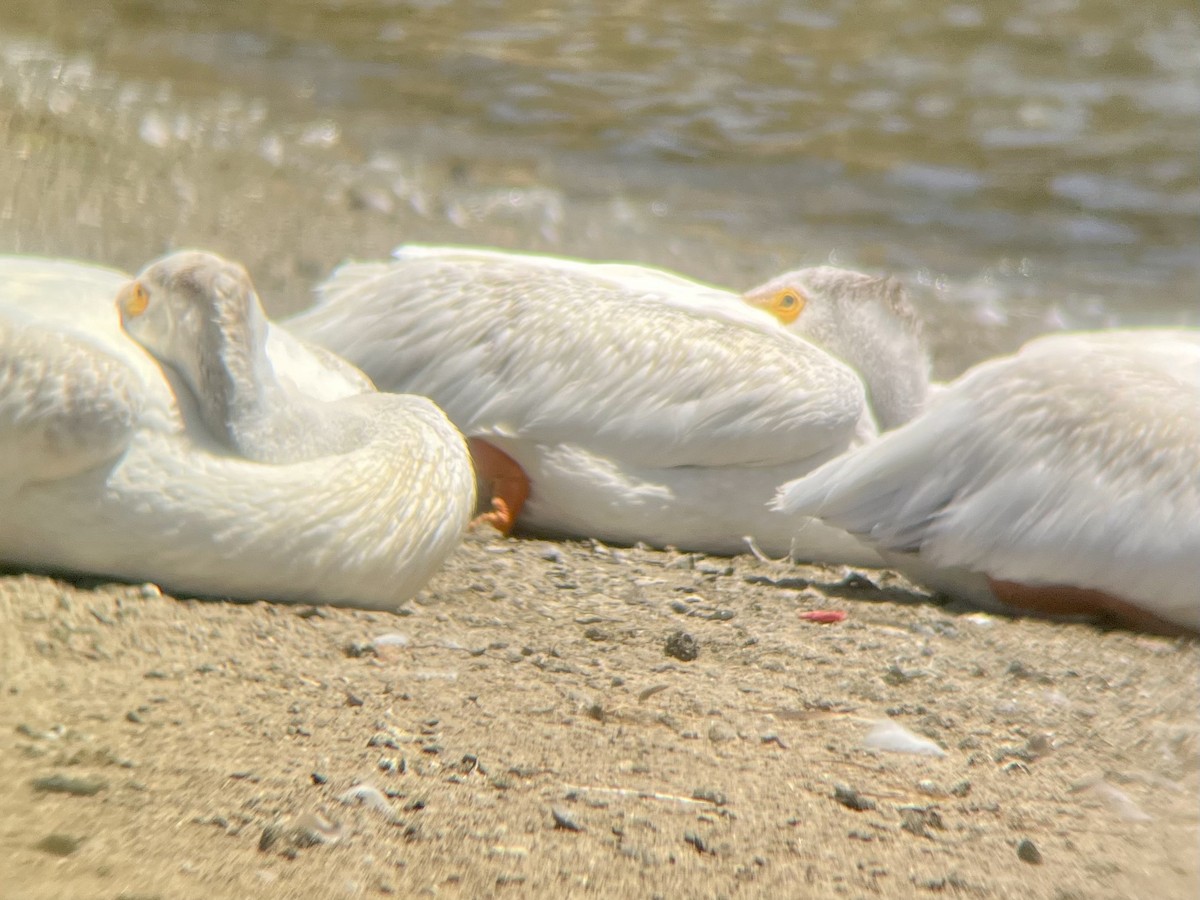 American White Pelican - ML639035272