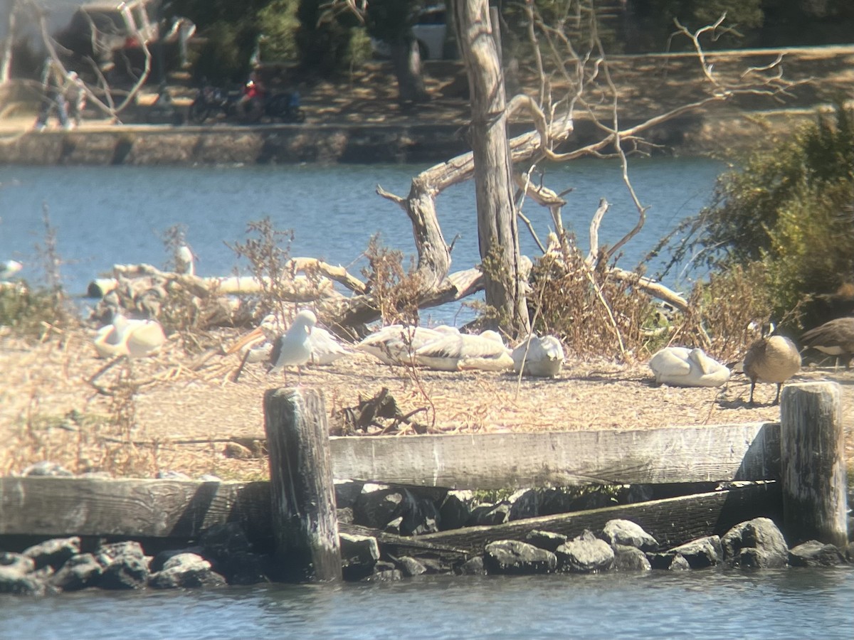 American White Pelican - ML639035273