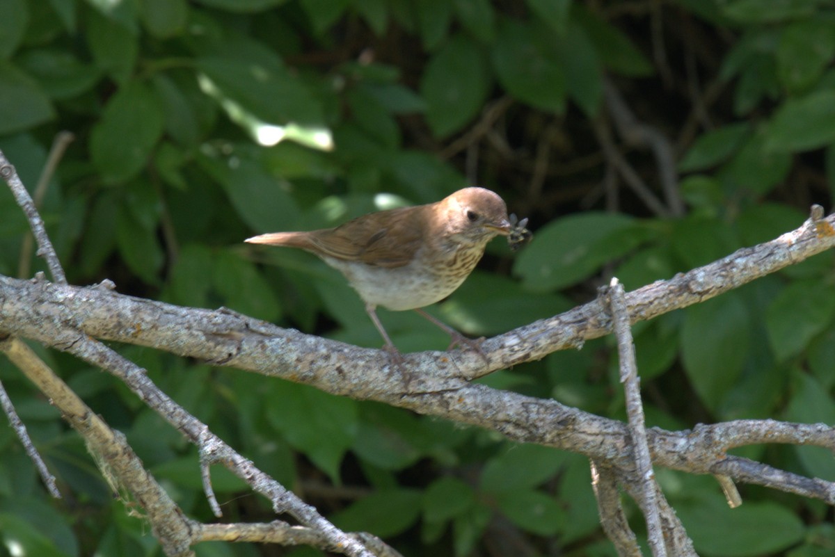 Veery - ML639035287