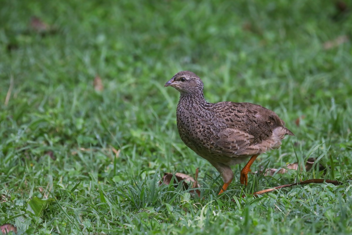 Hildebrandt's Spurfowl - ML639035295