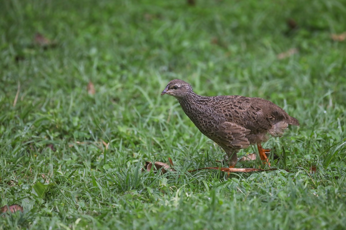 Hildebrandt's Spurfowl - ML639035296