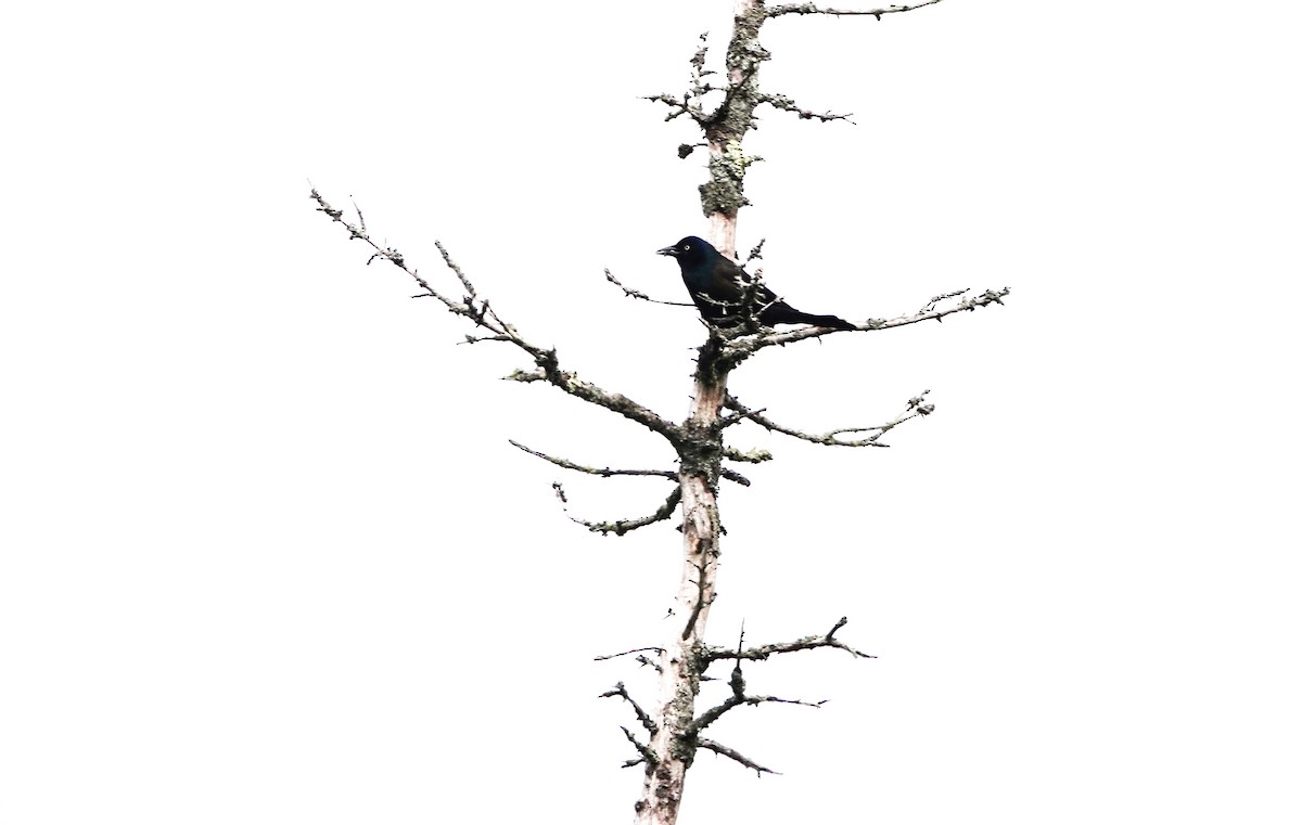 Common Grackle - ML639035299