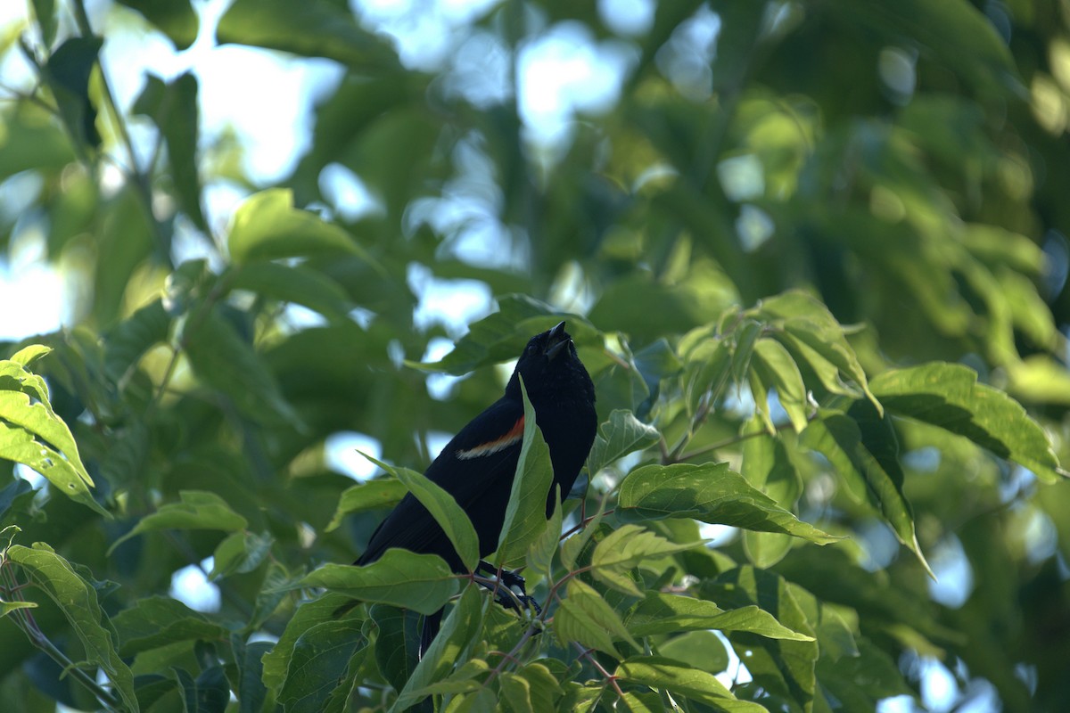 Red-winged Blackbird - ML639035375