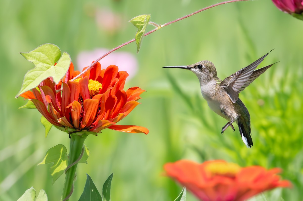 Ruby-throated Hummingbird - ML639035385