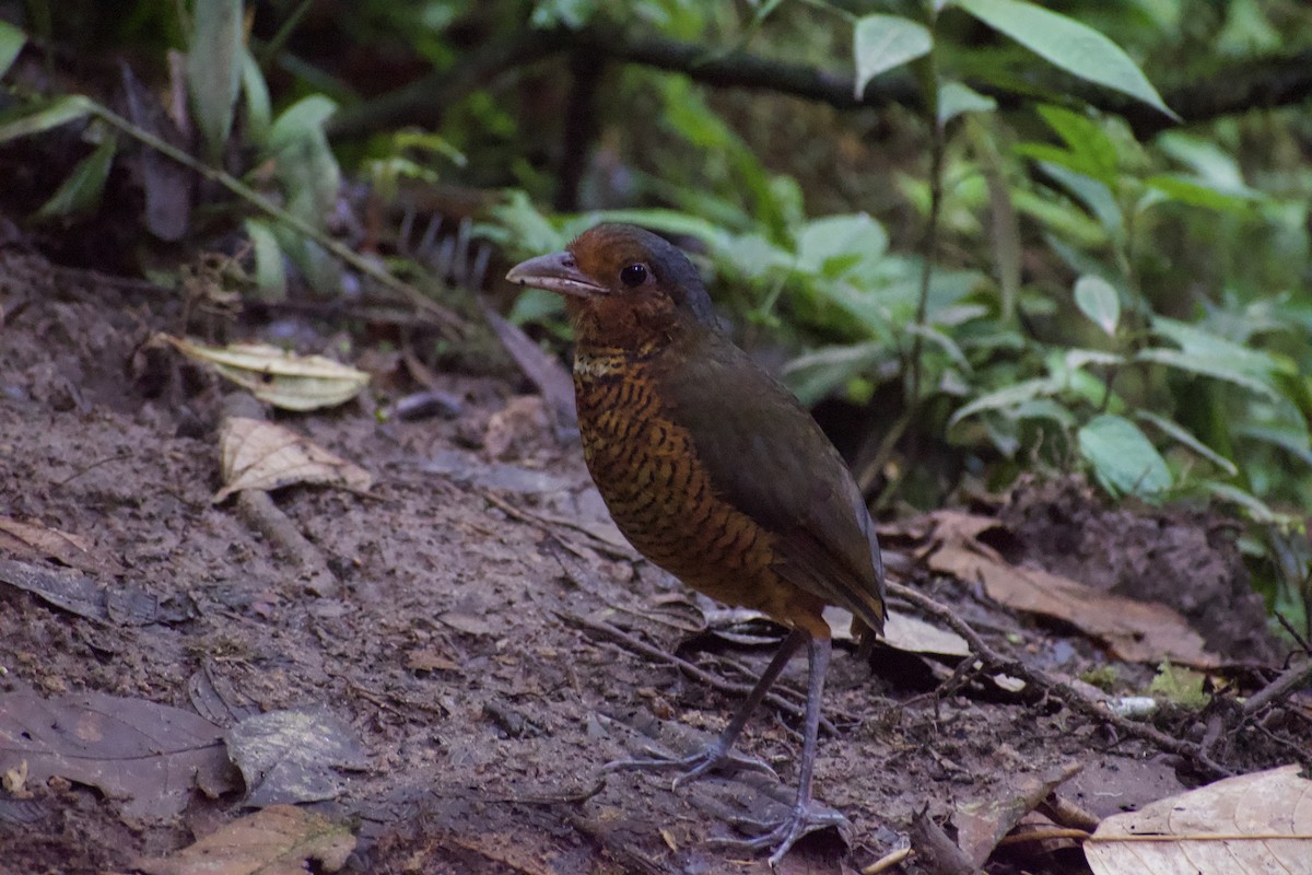 Giant Antpitta - ML639035454