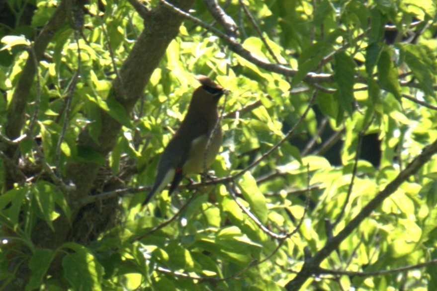 Cedar Waxwing - ML639035466