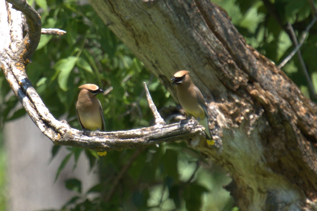 Cedar Waxwing - ML639035467