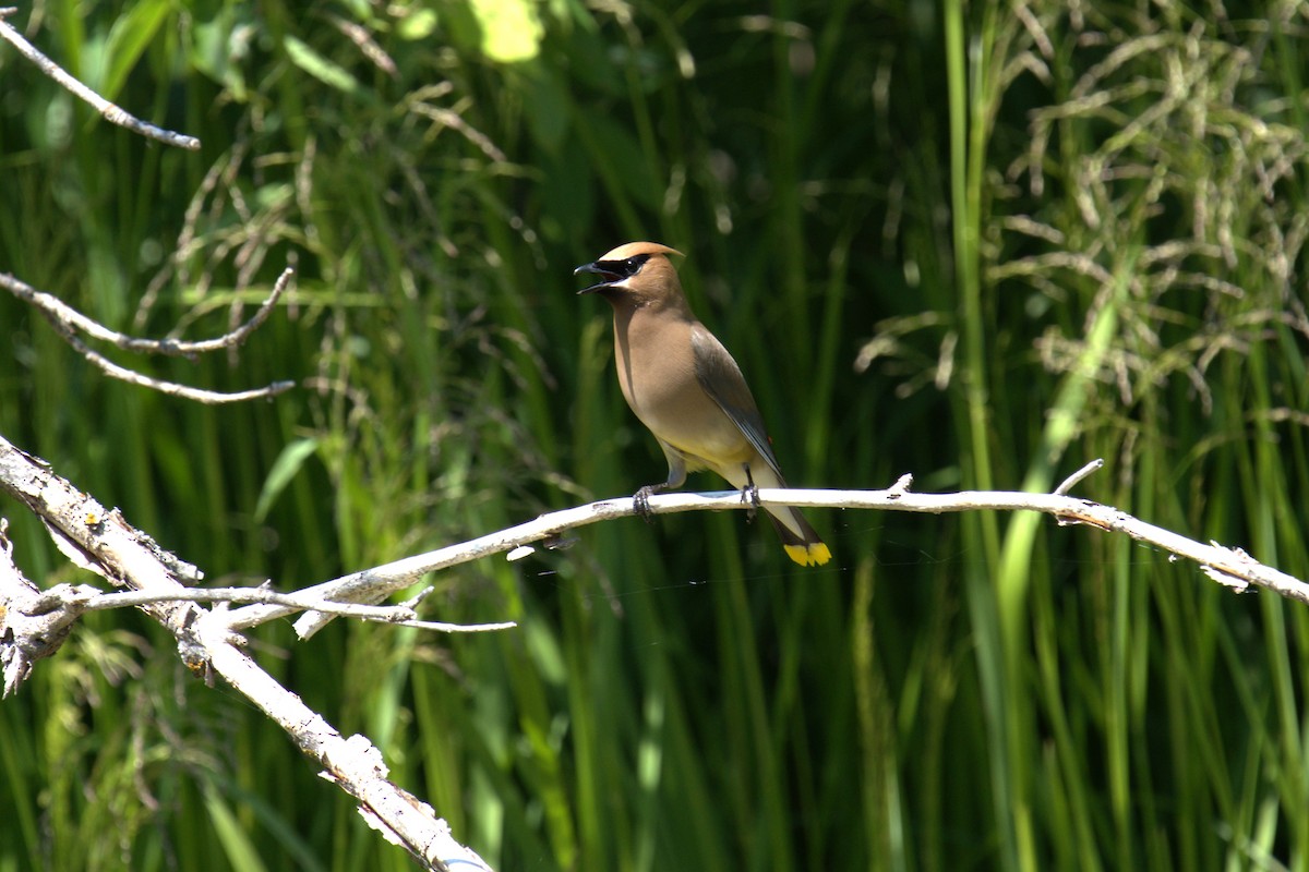 Cedar Waxwing - ML639035468