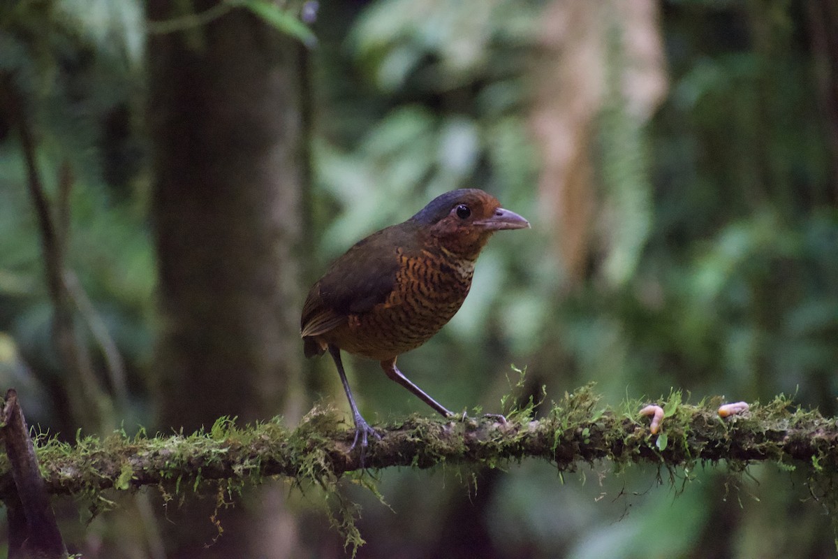 Giant Antpitta - ML639035472