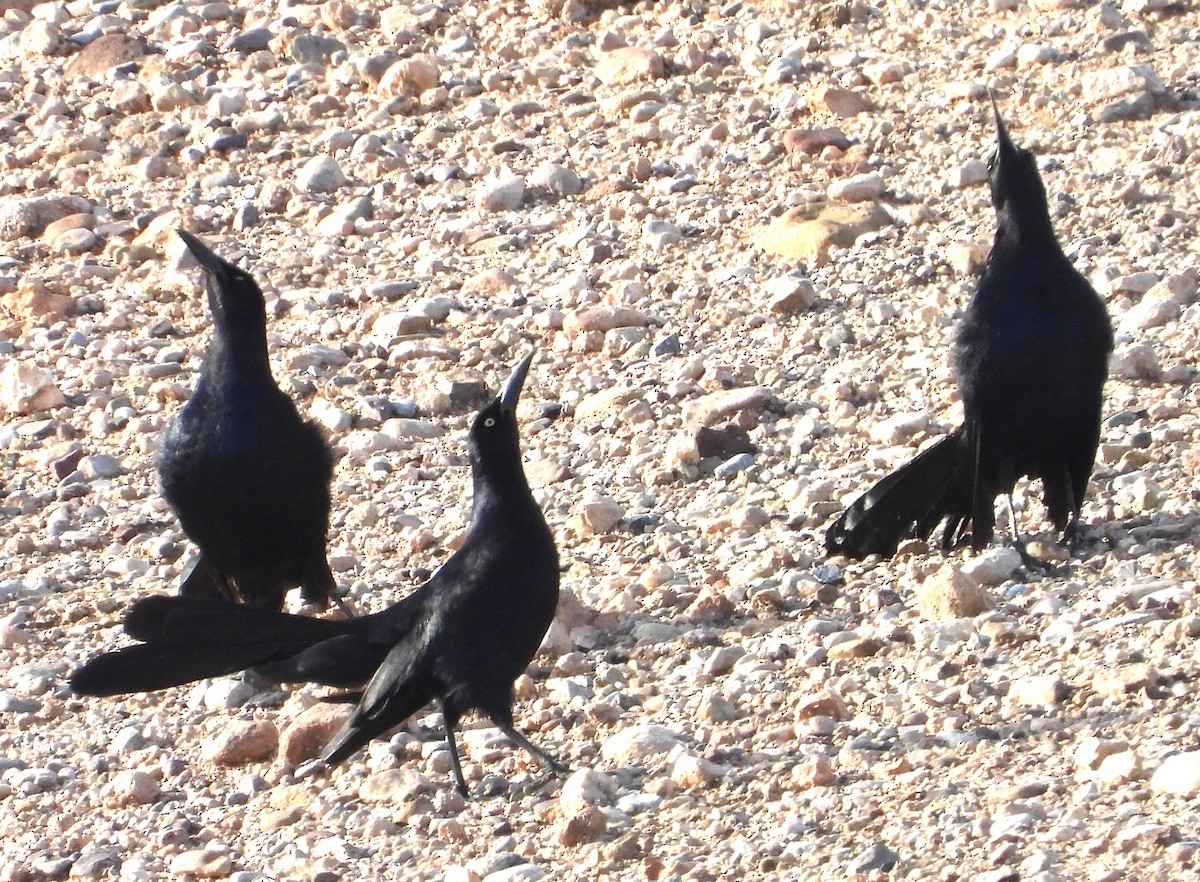 Great-tailed Grackle - ML639035646