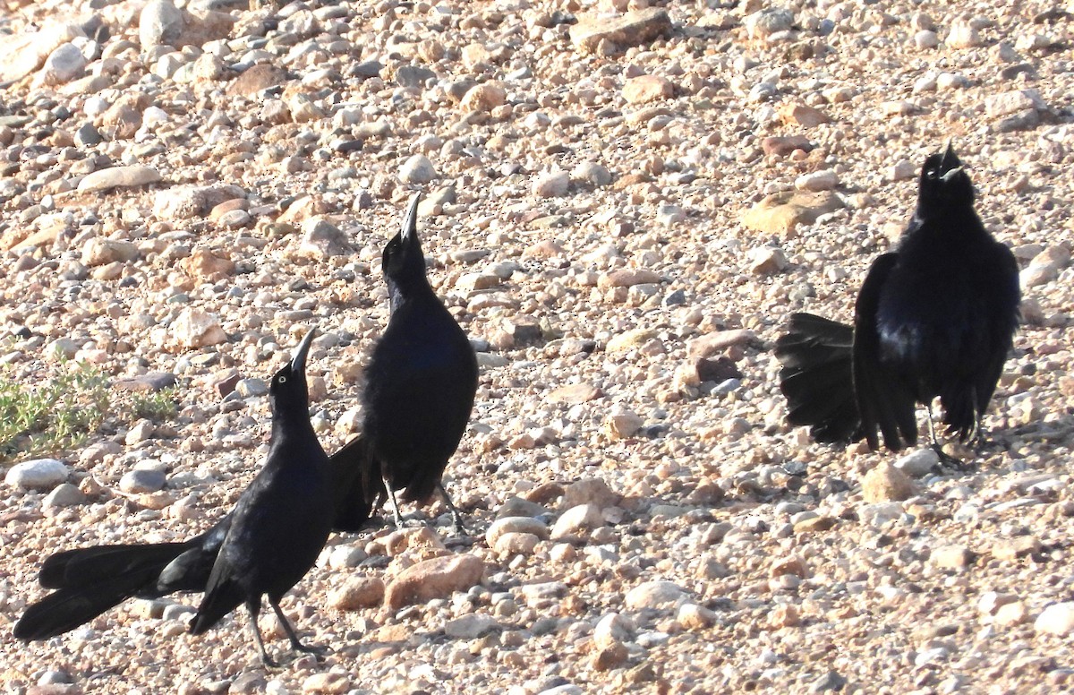 Great-tailed Grackle - ML639035647