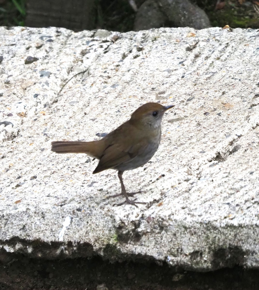 Ruddy-capped Nightingale-Thrush - ML639035670