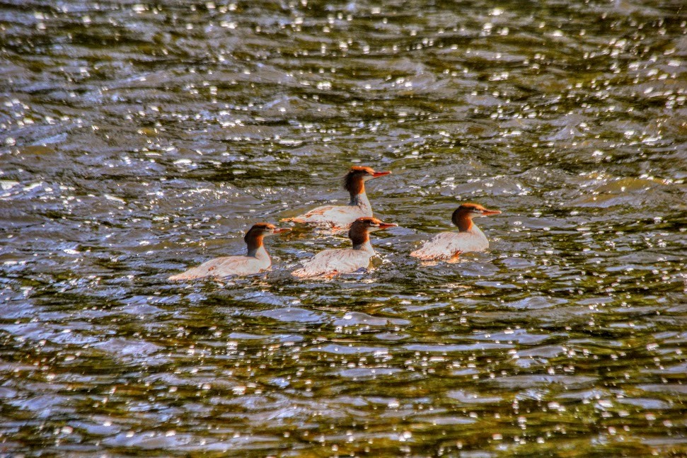 Common Merganser (North American) - ML639035711