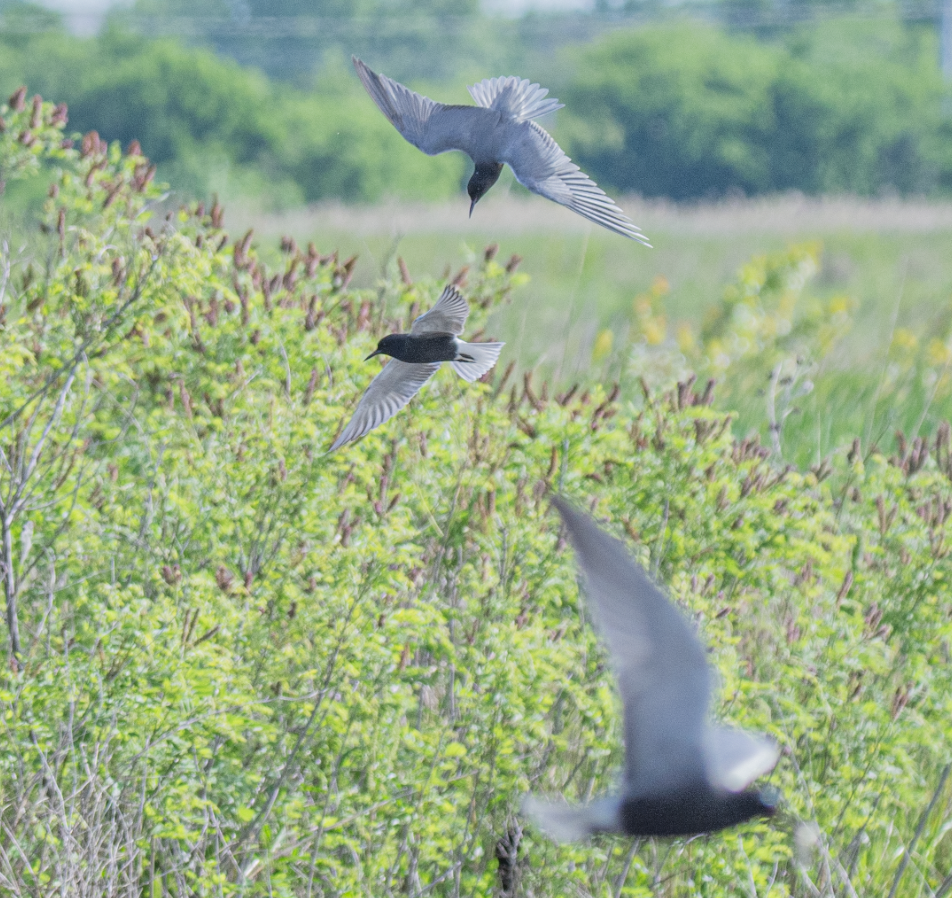 Black Tern - ML639035720