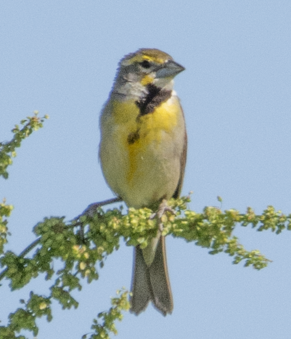 Dickcissel - ML639035725