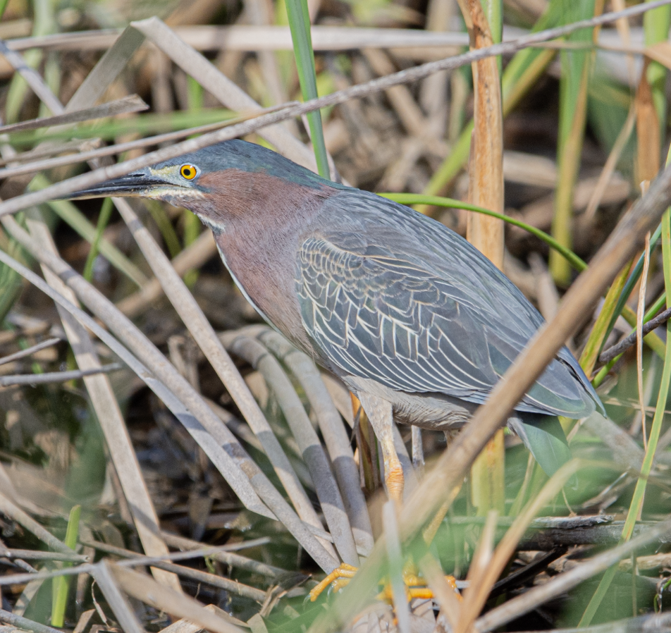 Green Heron - ML639035728