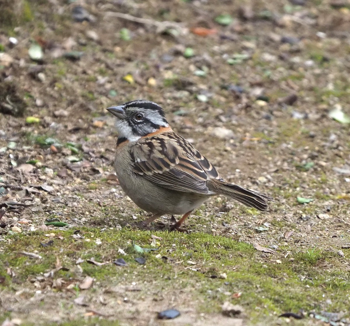 Rufous-collared Sparrow - ML639035731