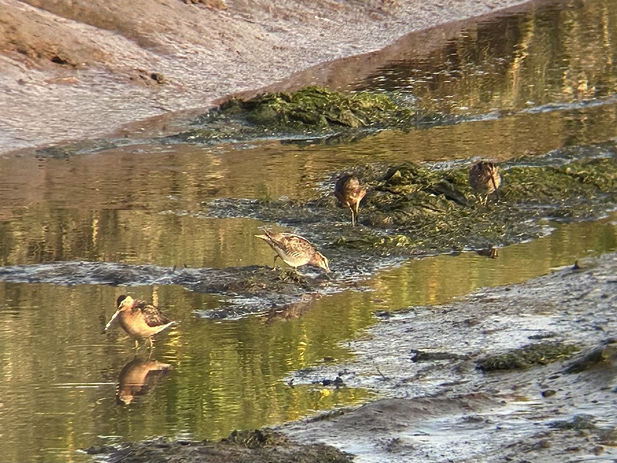 Wilson's Snipe - ML639035753