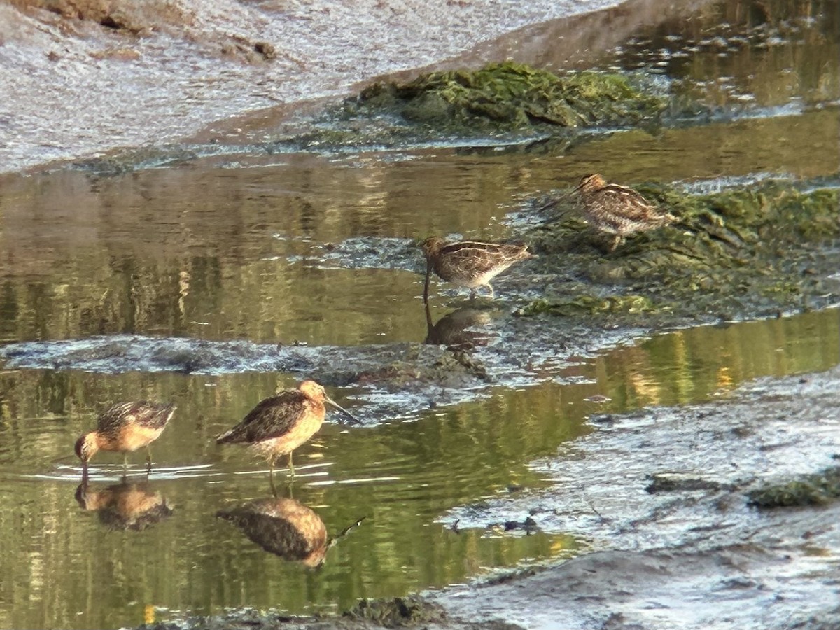 Wilson's Snipe - ML639035768