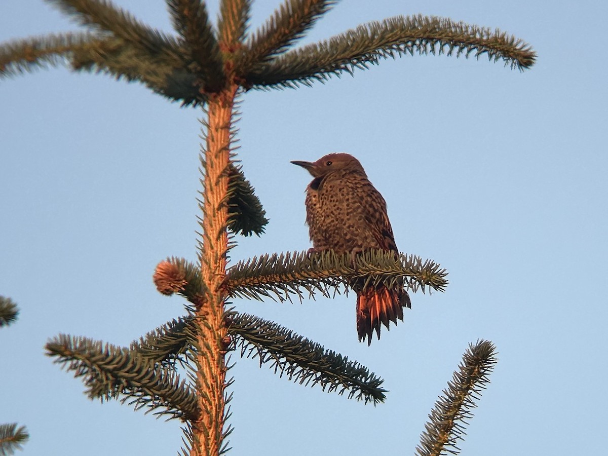 Northern Flicker (Red-shafted) - ML639035807