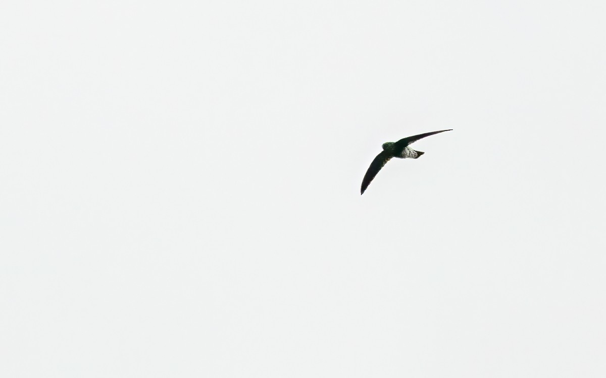 Sao Tome Spinetail - ML639035879