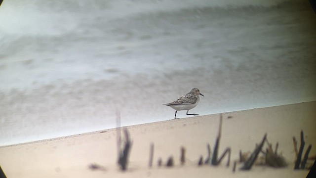 Bécasseau sanderling - ML639035923